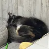 Kitty_yue - @firedogma1 - TikTok
