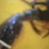 Kiu Lam - @usernem81707 - TikTok