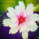 Kizzy Hamilton - @kizzyjl77 - Instagram