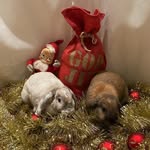 Klara Och Konrad🐇 - @kaninsyskonen - Instagram