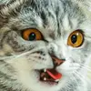 knutjohansen495 - @knutjohansen495 - TikTok