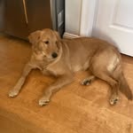 Kobe - @kobe_allison_ - Instagram