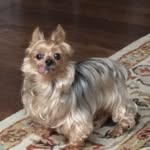 Kobe PeeWee Bender - @kobe.peewee - Instagram