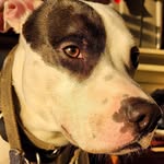 Kobe Brooks - @thebrighteyedpittie - Instagram