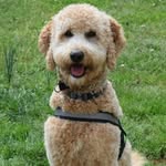 Kobe Brooks - @kobeedoodle - Instagram