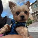 Kobe Brooks the Yorkie - @kobebrooks_pup - Instagram