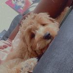 Kobe Cole - @kobe_kob_thepup - Instagram