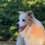 Kobe ; Border collie - @kobe_bordercollie_red - Instagram
