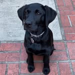 Kobe Collins - @kobegirl.thek9 - Instagram