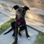 Kobe Collins - @kobe_loves_treats - Instagram