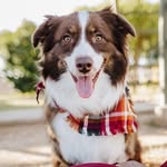 Kobe Collins - @aussiekobecollins - Instagram
