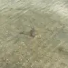 kobe.ellis_ - @kobe.ellis_ - TikTok