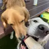 Dogggg :) - @kobe.franklin - TikTok