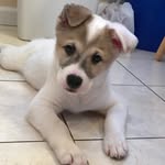 Kobe Franklin - @youngkobebarkbark - Instagram