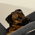 Kobe Gardner - @kobe.the.cur - Instagram