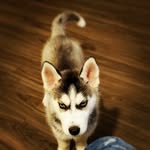 Kobe Bean Bryant Gibson - @kobe_dahusky - Instagram
