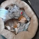 Sheena Daswani Gibson - @kobe_gibson_kun - Instagram