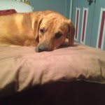 Kobe Bryant Holmes - @andi_holmes_my_friend1 - Instagram