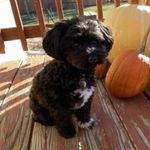 Kobe Joseph - @_kobe_the_pupper_ - Instagram