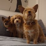 Kobe, Kiera, And Kendall - @theroyalkanines - Instagram