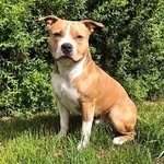 𝙺𝚘𝚋𝚎 𝙺𝚒𝚗𝚐 - @kobe_king_the_bully - Instagram