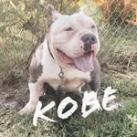 Kobe King Bully - @kobekingbully - Instagram