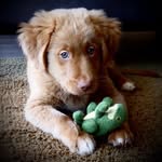 Kobe King Louis Two - @kobethetoller - Instagram