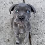 Kobe Gray Lewis - @kobegraylewis - Instagram