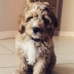 Kobe🐾 - @kobe._.lewis - Instagram