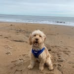 Kobe Lewis - @kobe_the_cockapoo__ - Instagram