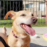 Kobe Bear - @kobelongbody - Instagram