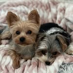 Adventures of Luna🌙 & Kobe 🐾 - @kobe_luna_theyorkies - Instagram