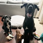Aria Sausage•Kobe wolf•Luna the great - @kobe_luna_aria - Instagram
