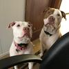 fidgets - @hunny.kobe.luna - TikTok