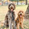K & L - @labradoodles.kobeluna - TikTok