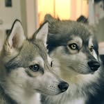 K o b e ♂ &  L u n a ♀ - @kobeluna - Instagram