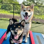 Kobe & Luna - @kobe_and_luna_the_shibas - Instagram
