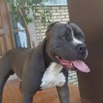 Kobe & Luna - @kobeluna.amstaff - Instagram