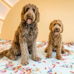 kobe + luna - @_kobeandluna - Instagram
