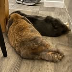 KOBE & LUNA - @kobe_luna_lops - Instagram