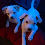 Kobe & Luna - @life_of_kobe__luna - Instagram