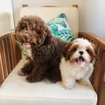 KOBE & LUNA - @kobefurever - Instagram