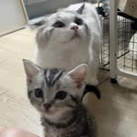 Kobe & Luna - @kobe.and.luna_ - Instagram