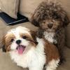 KOBE & LUNA - @kobefurever - TikTok