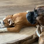 KOBE & LUNA 🐶🐶 - @kobeboxer_lunaboxer - Instagram