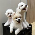 🐶Kobe & Luna & Lumi🐶 - @3little_white - Instagram
