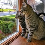 Kobe and Luna - @kobe_and_luna - Instagram