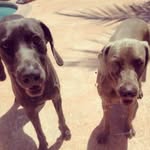Kobe And Luna - @kobe.luna - Instagram