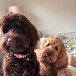 Kobe and Luna - @kobe_n_luna - Instagram