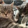 Kobe and Luna 🐾 - @kobeandluna - TikTok